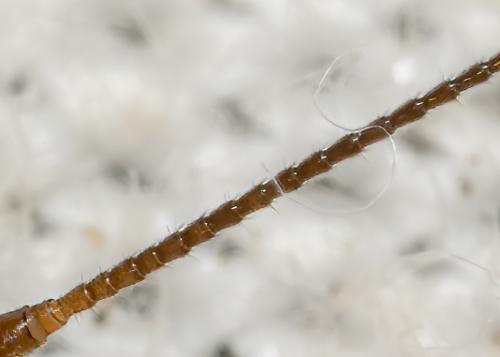 Leuctra sp.